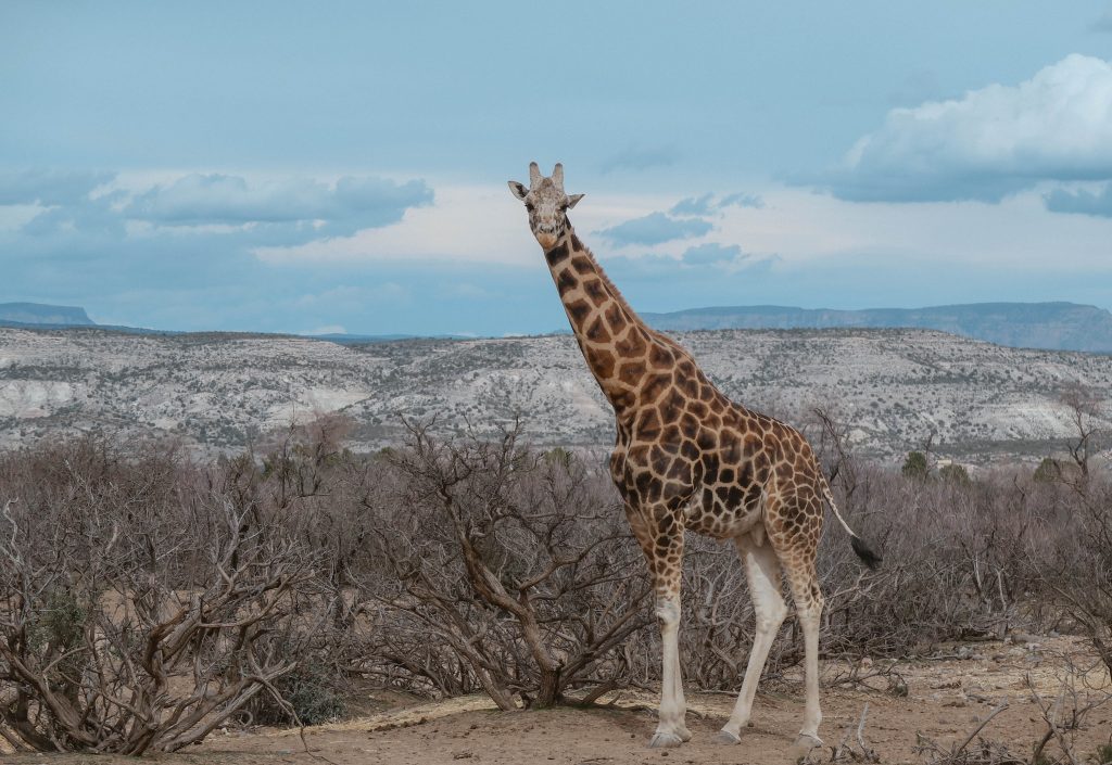 Out of Africa wildlife park Out of Africa wildlife park