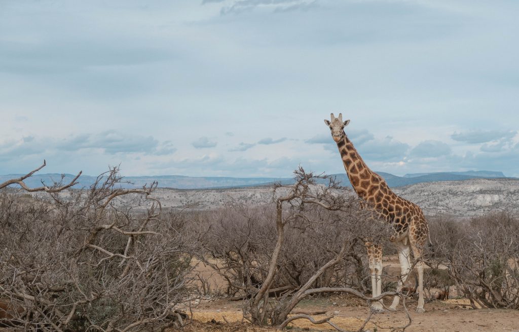 Out of Africa wildlife park Out of Africa wildlife park