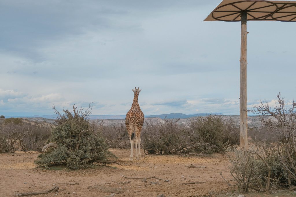 Out of Africa wildlife park
