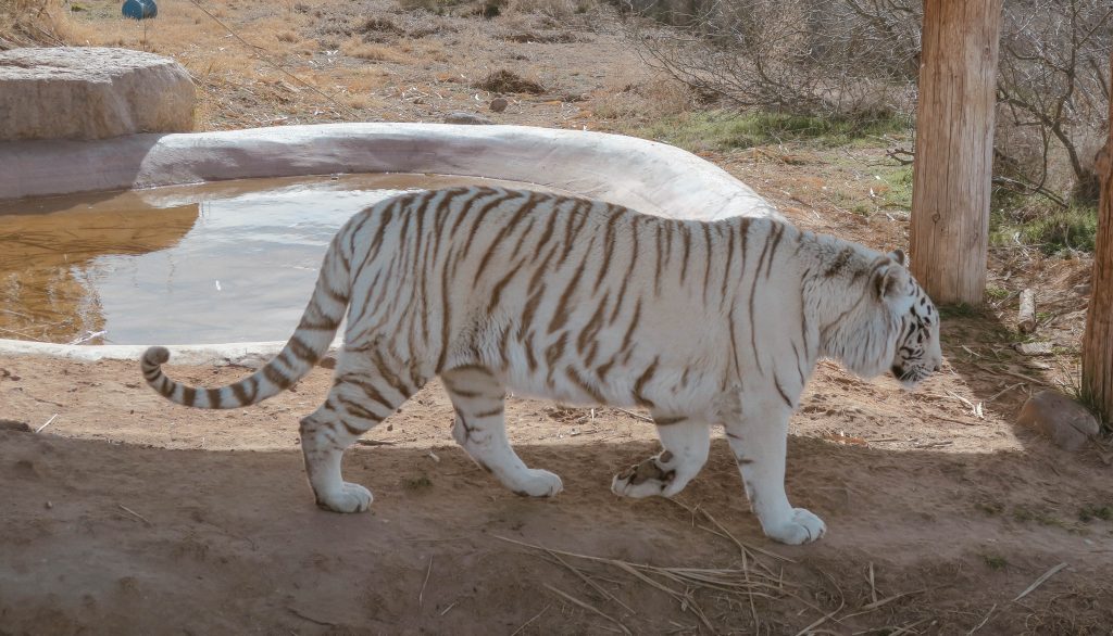 Out of Africa wildlife park Out of Africa wildlife park