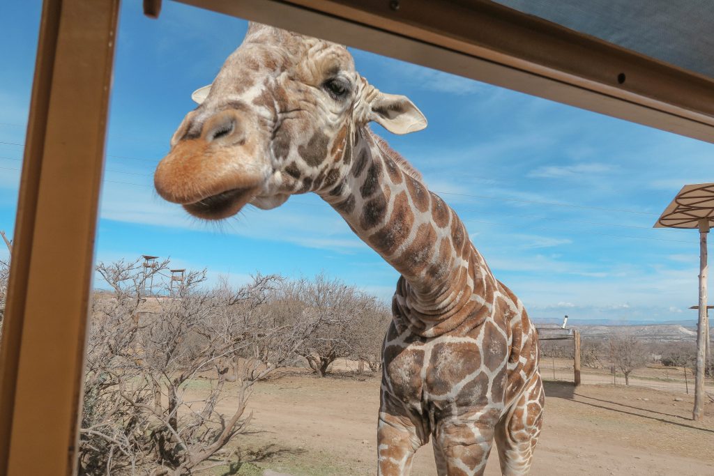 Out of Africa wildlife park Out of Africa wildlife park