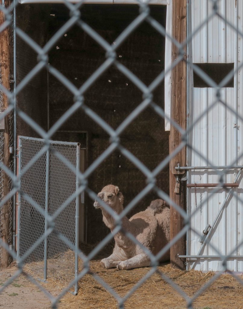 Out of Africa wildlife park Out of Africa wildlife park