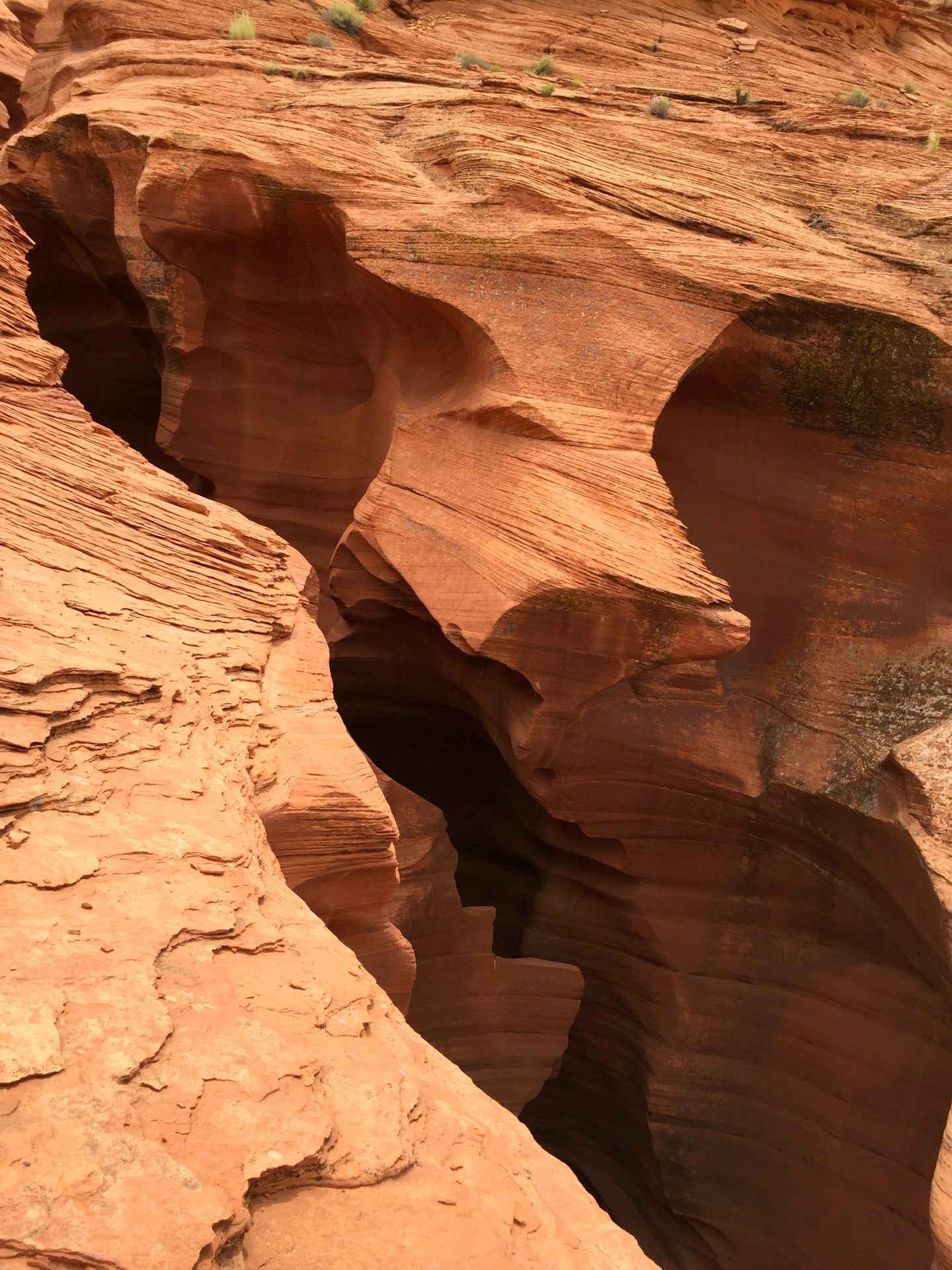 page Arizona antelope