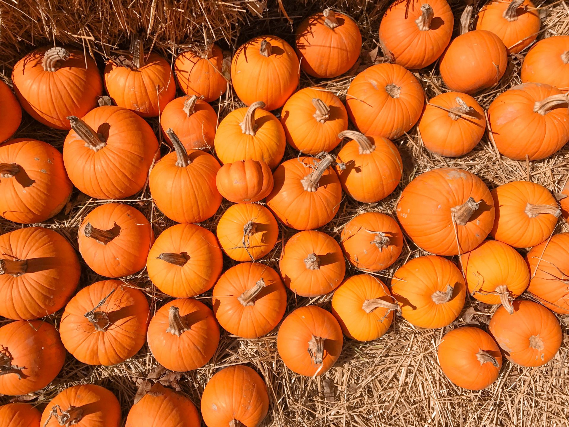 dallas arboretum pumpkins