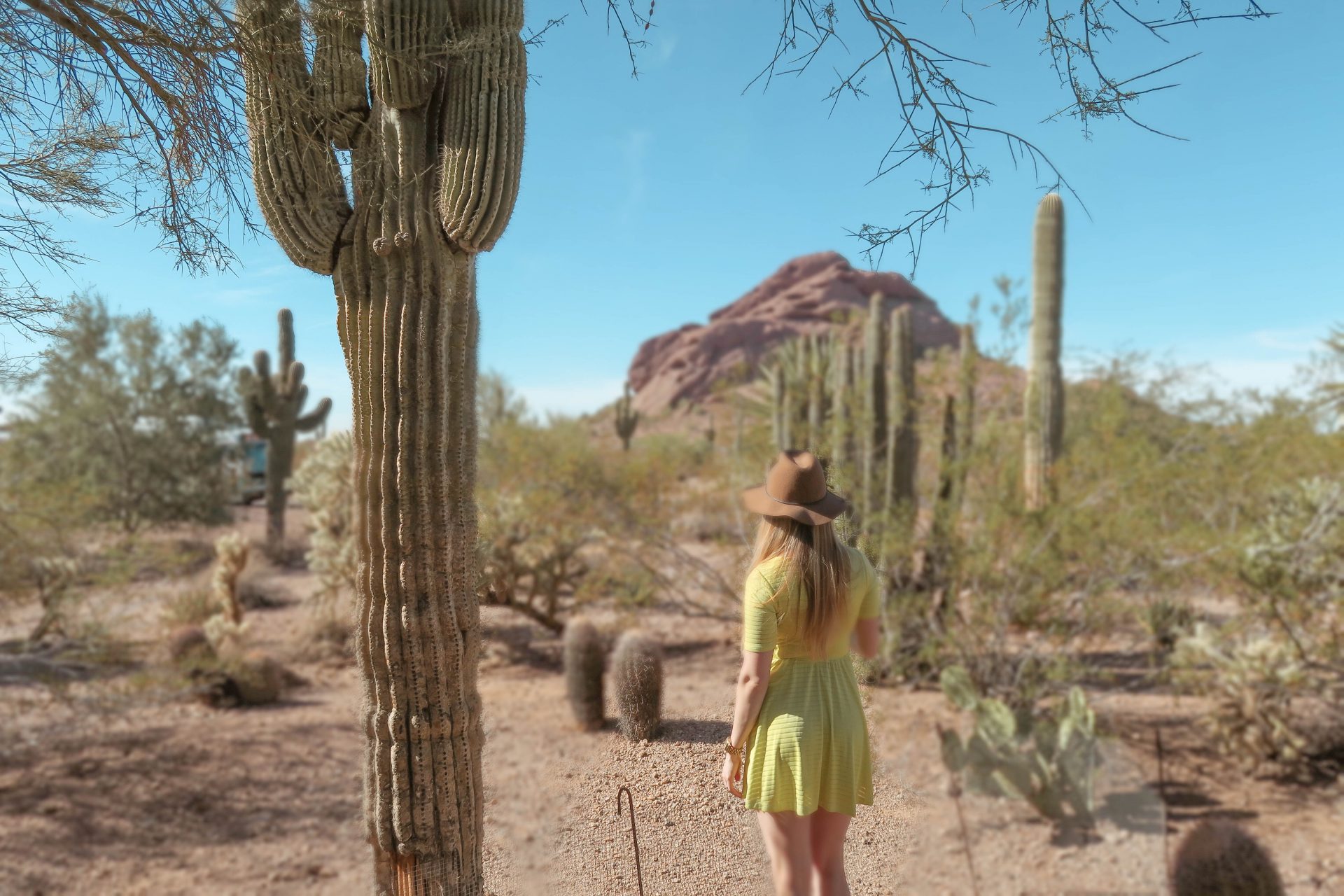 desert botanical gardens