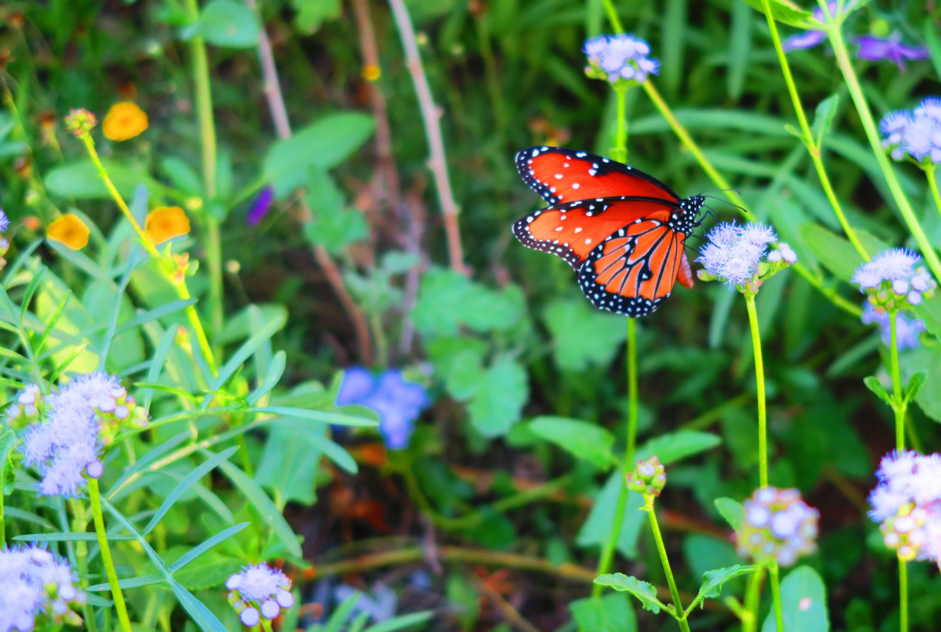 desert botanical gardens butterfly