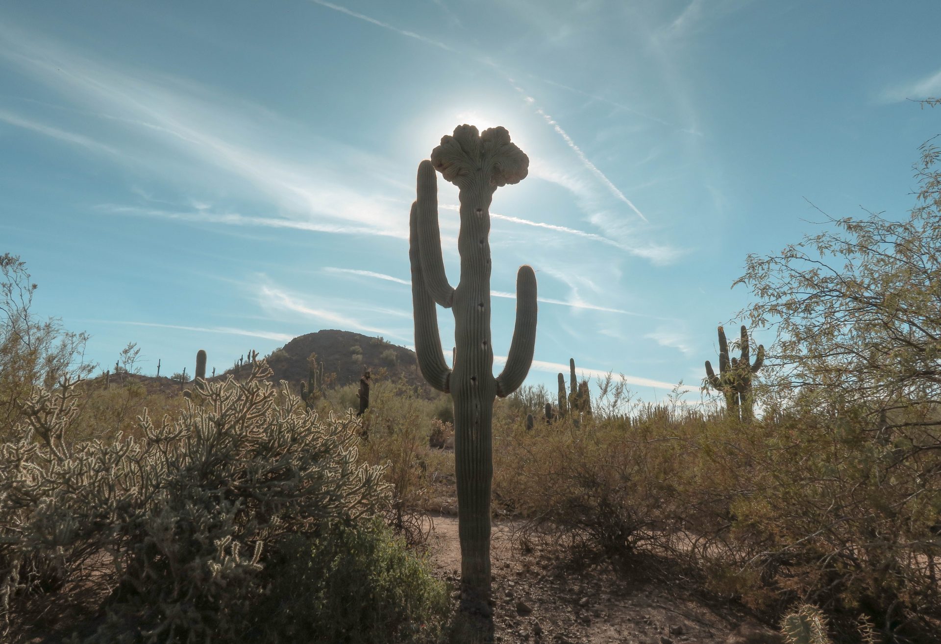 desert botanical gardens