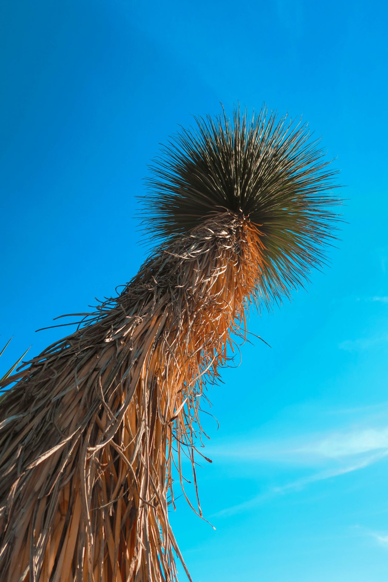 desert botanical gardens