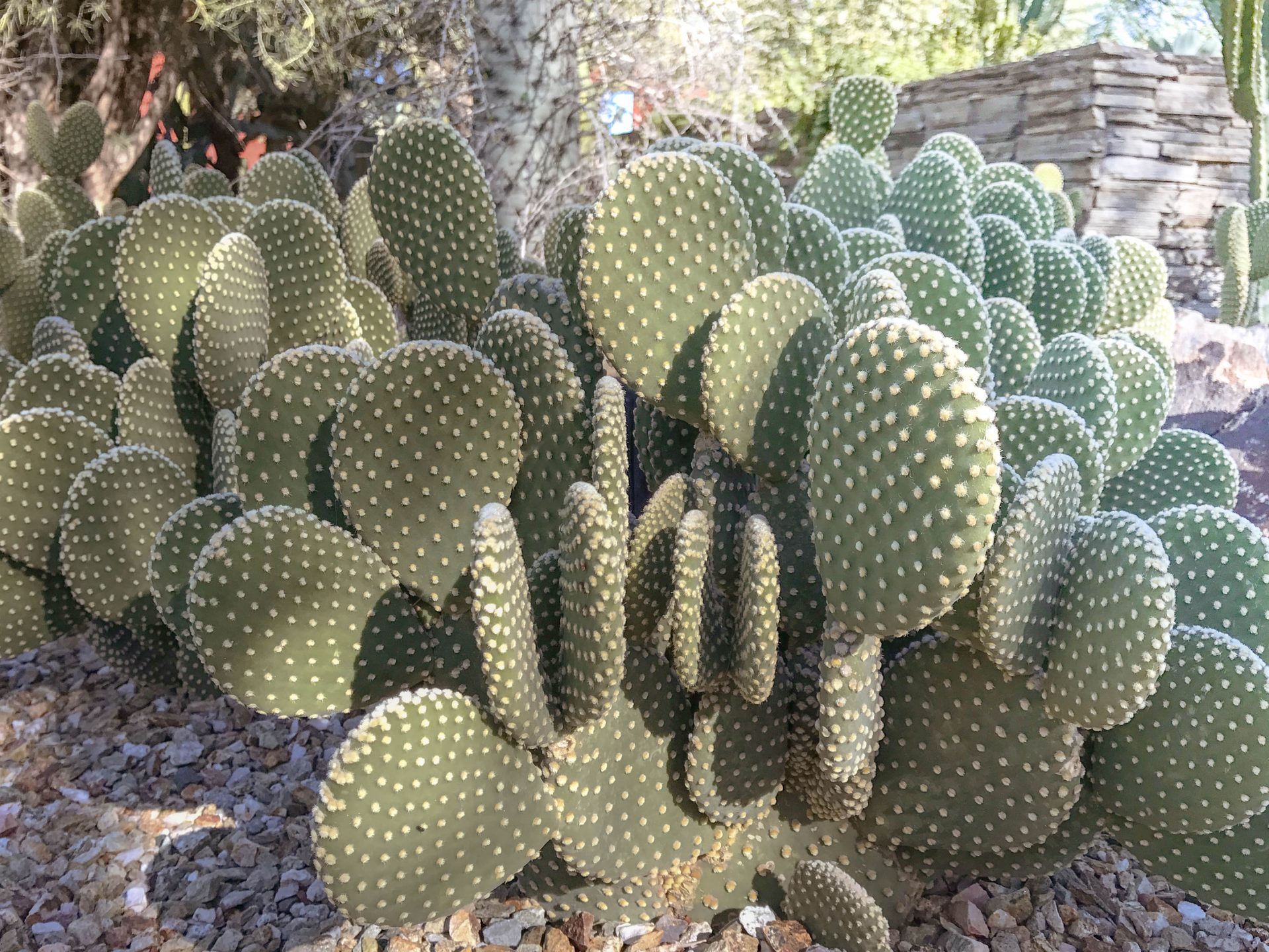 desert botanical gardens phoenix