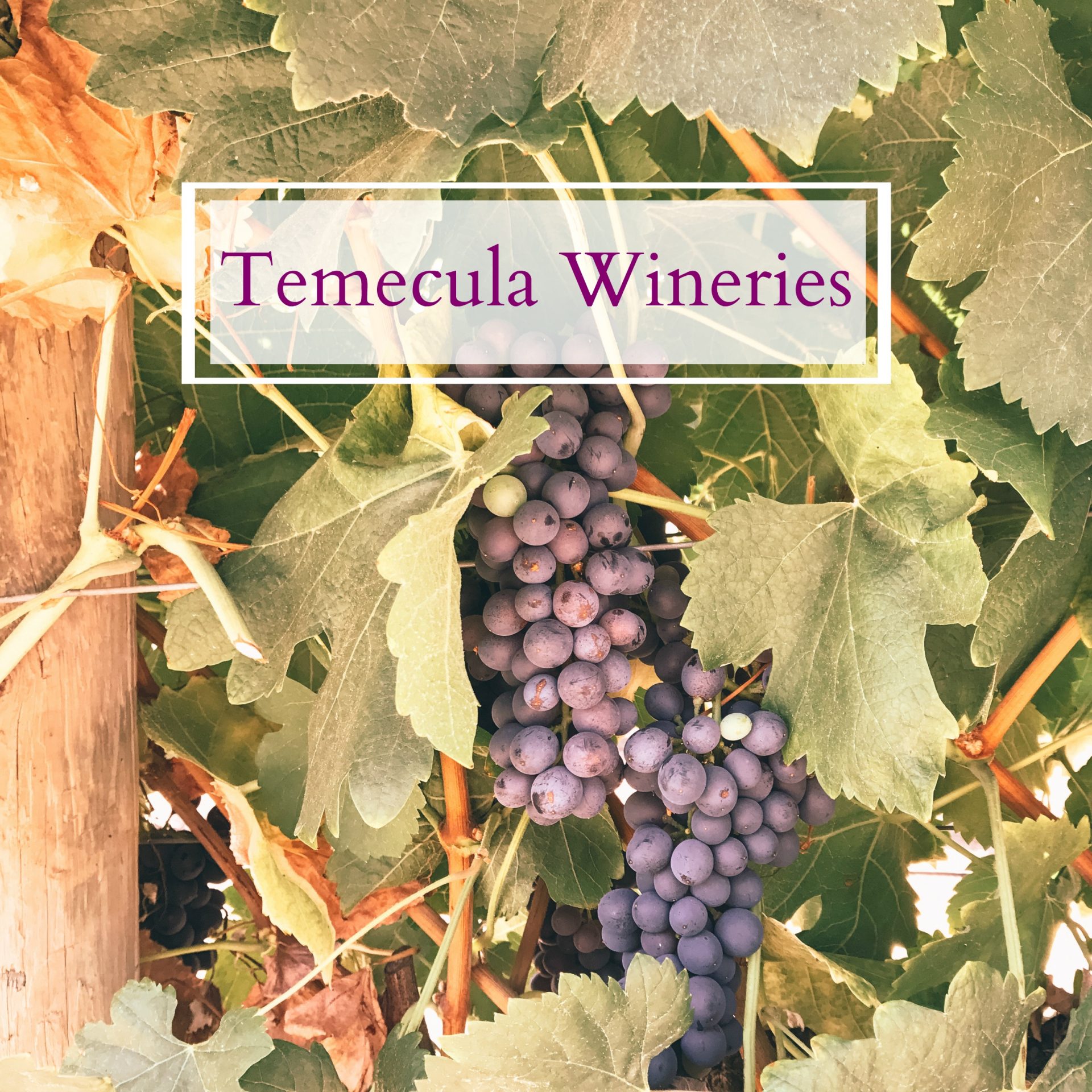 Temecula wineries and stays