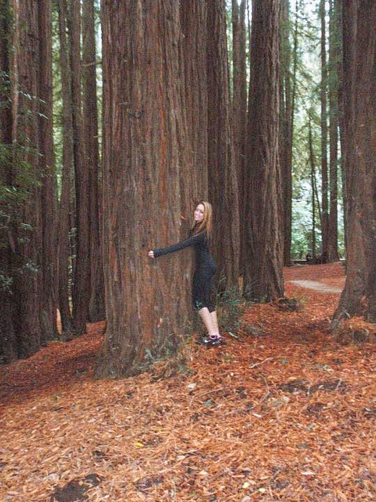 things to do in san francisco muir woods