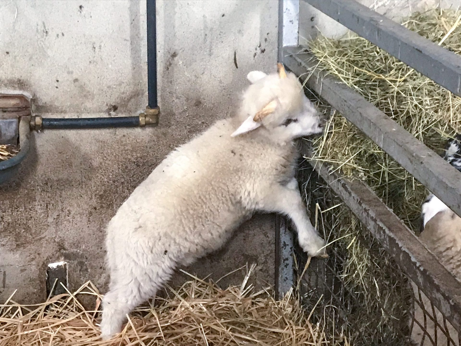 kissane sheep farm