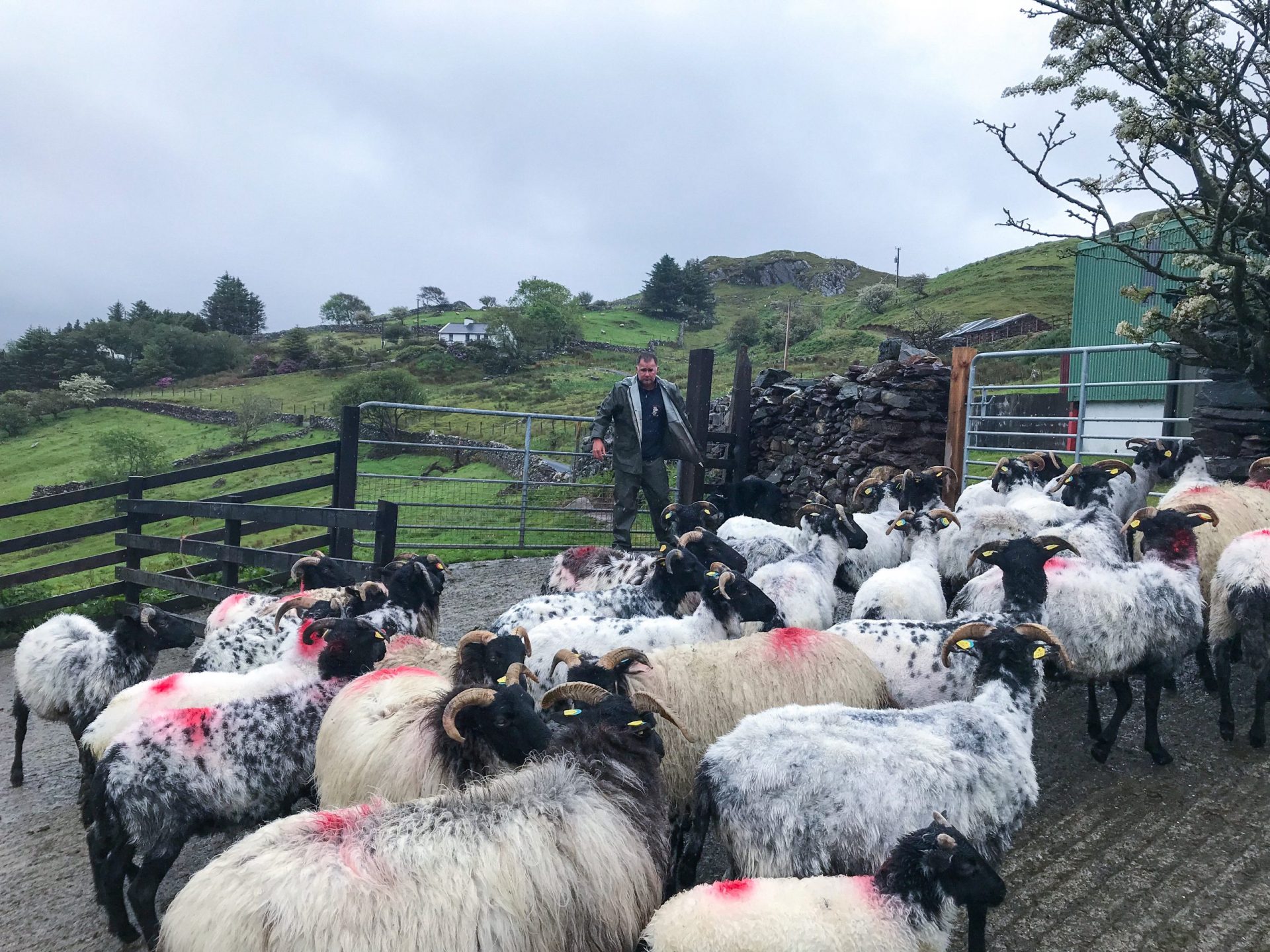 ireland sheep farm