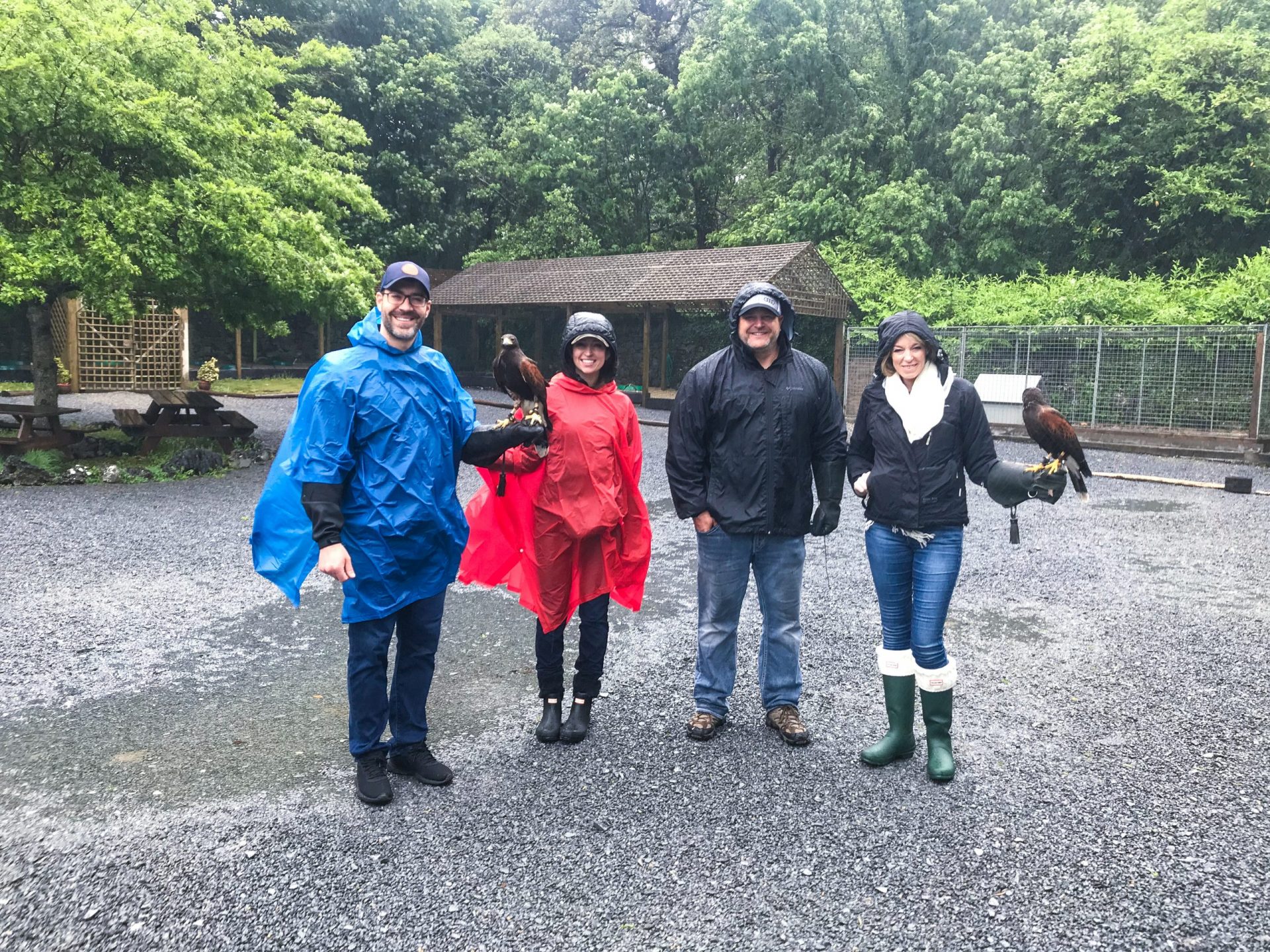ireland falconry
