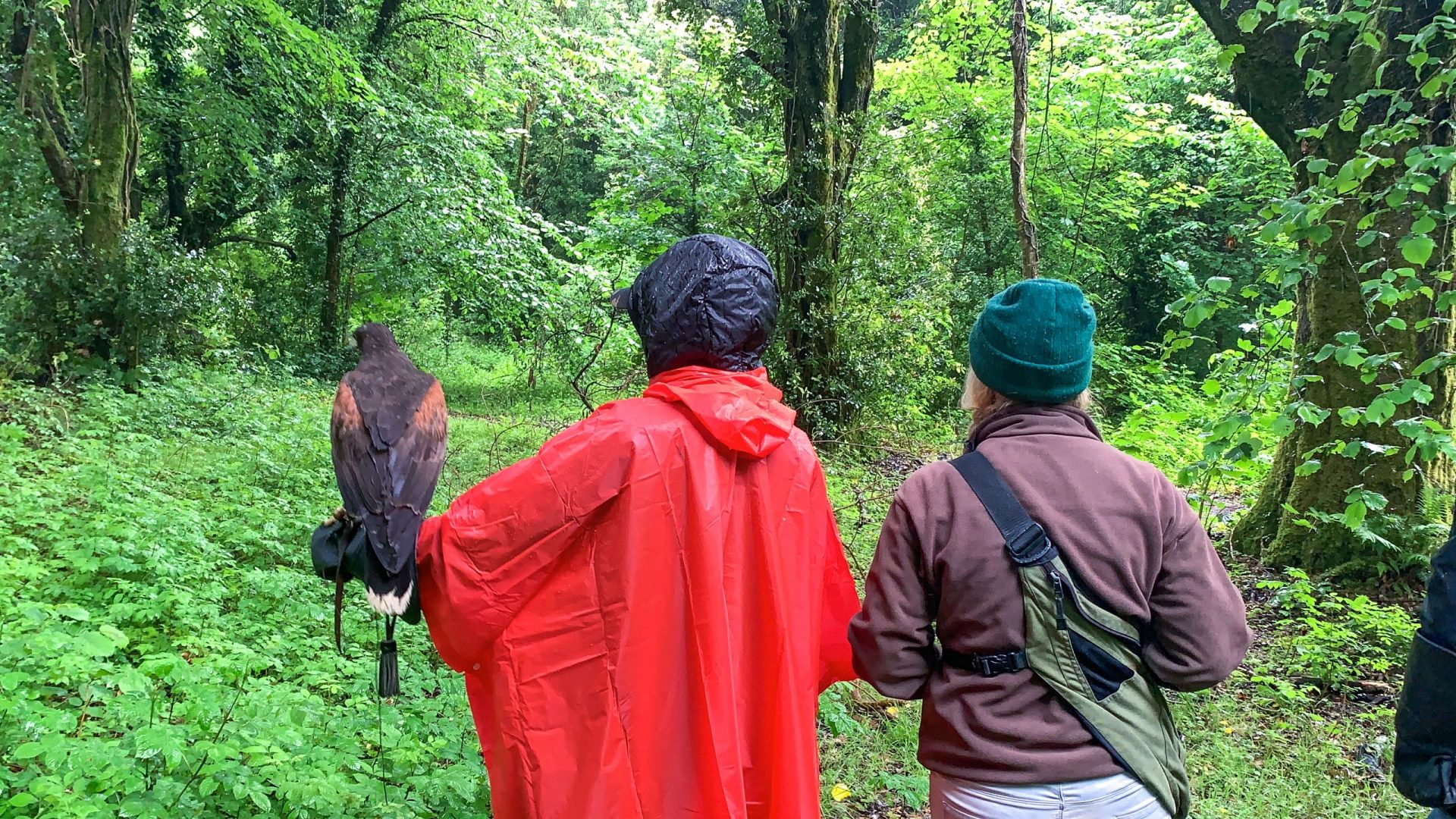 Ashford falconry walk