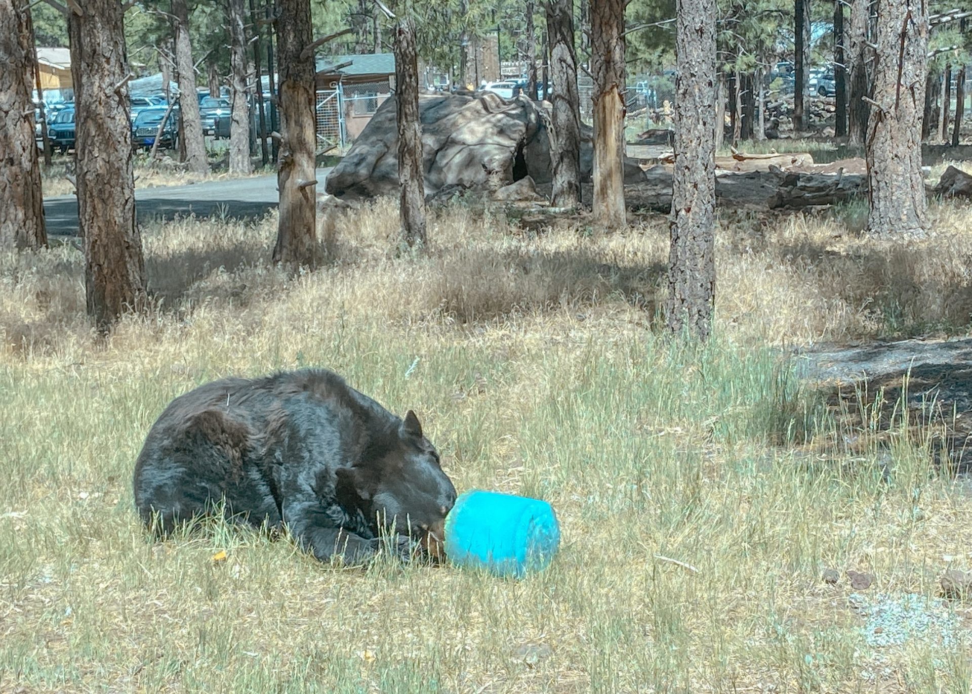 What to do in Bearizona Dorworth Adventures