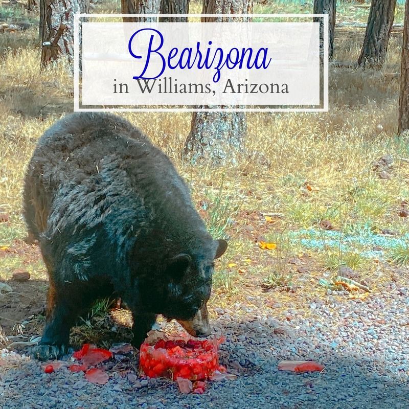 What to do in Bearizona Dorworth Adventures