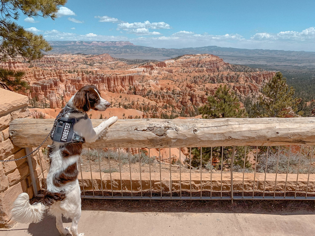 dog-friendly road trip utah