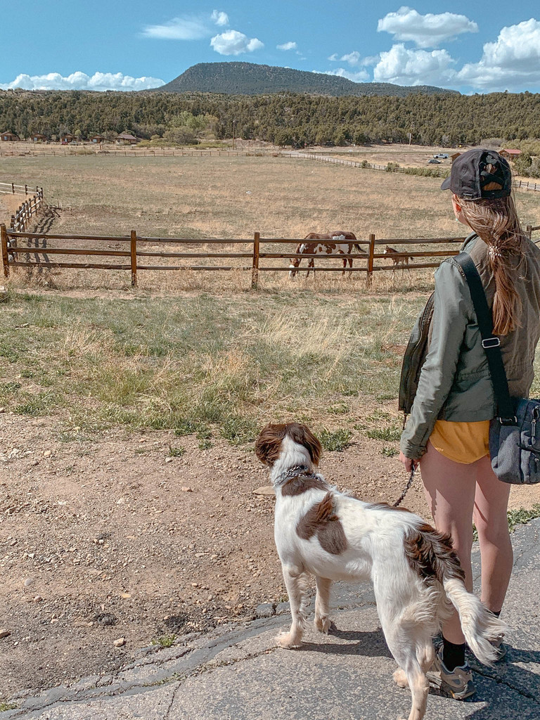 dog-friendly road trip utah