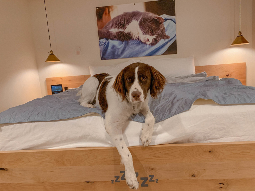 dog-friendly road trip utah