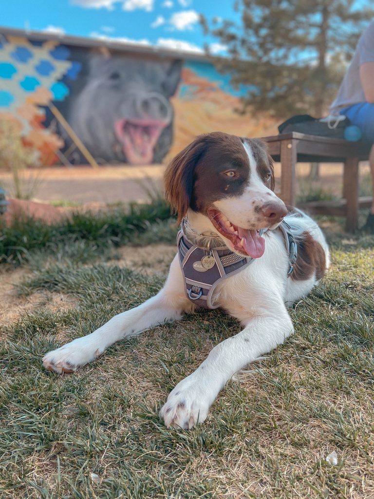 dog-friendly road trip utah