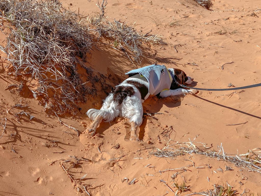 dog-friendly road trip utah