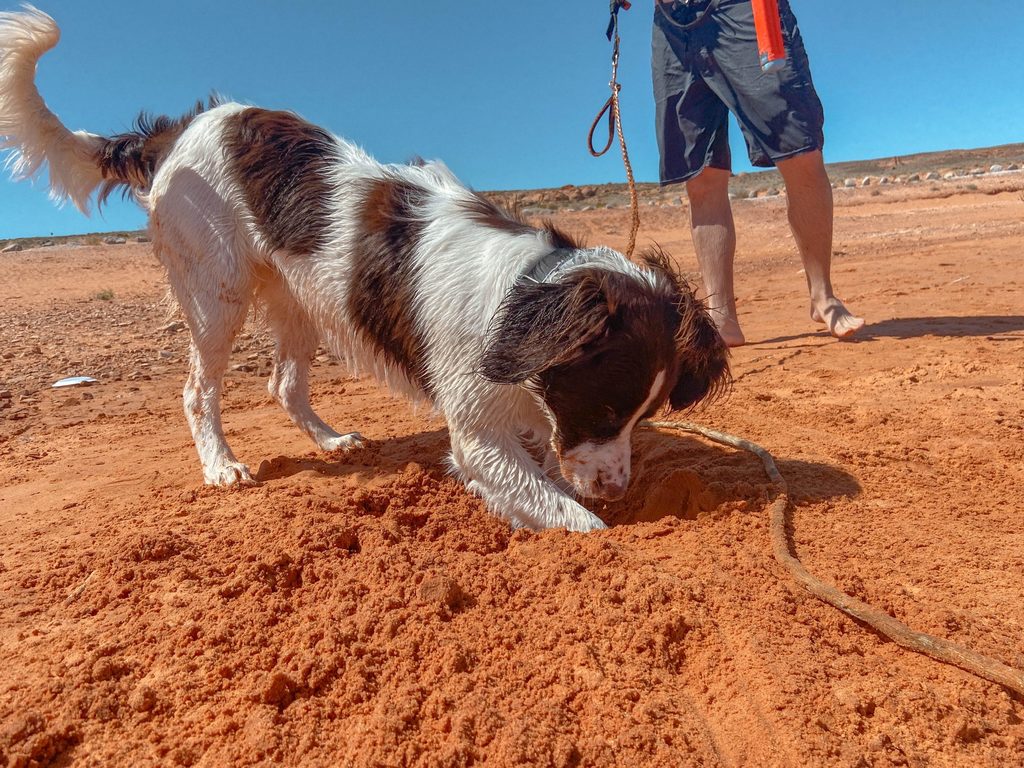 dog-friendly road trip utah