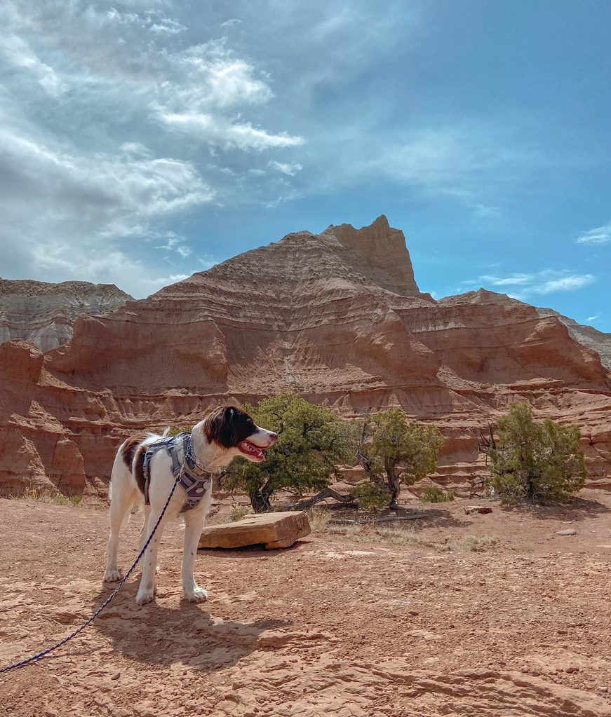 dog-friendly road trip utah