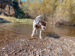 dragonfly trail arizona