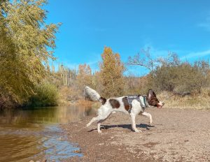 dragonfly trail arizona